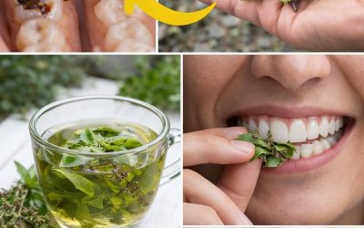 Risultati della ricerca per: Come il basilico sacro (Tulsi) può favorire naturalmente denti più forti, gengive più sane, alito più fresco e la prevenzione della carie