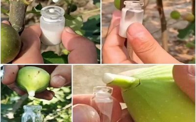 Ecco i benefici della linfa lattiginosa e il suo potere (1 / 2)