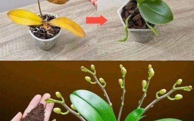 Bastava un cucchiaino, e improvvisamente l’orchidea fiorisce miracolosamente con tanti fiori