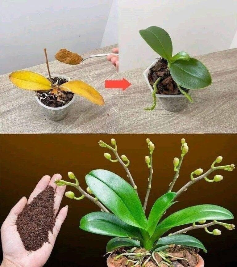 Bastava un cucchiaino, e improvvisamente l’orchidea fiorisce miracolosamente con tanti fiori
