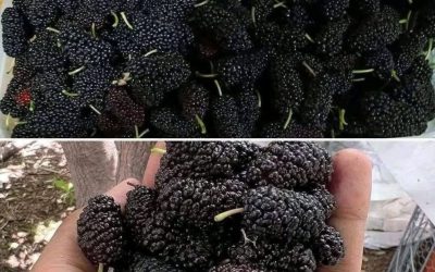 L’hai mai provato? Sai come si chiama?