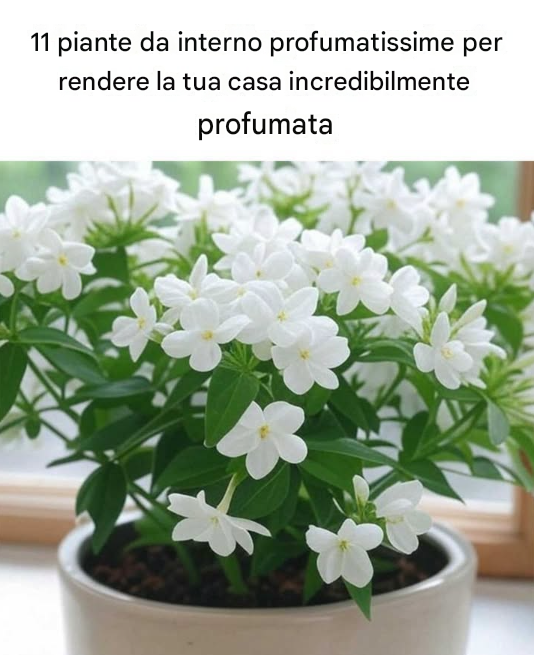 11 piante da appartamento dal profumo migliore per rendere la tua casa profumata