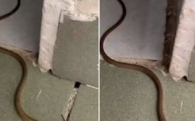 Quando un serpente entra in casa tua: cosa significa davvero e cosa dovresti fare