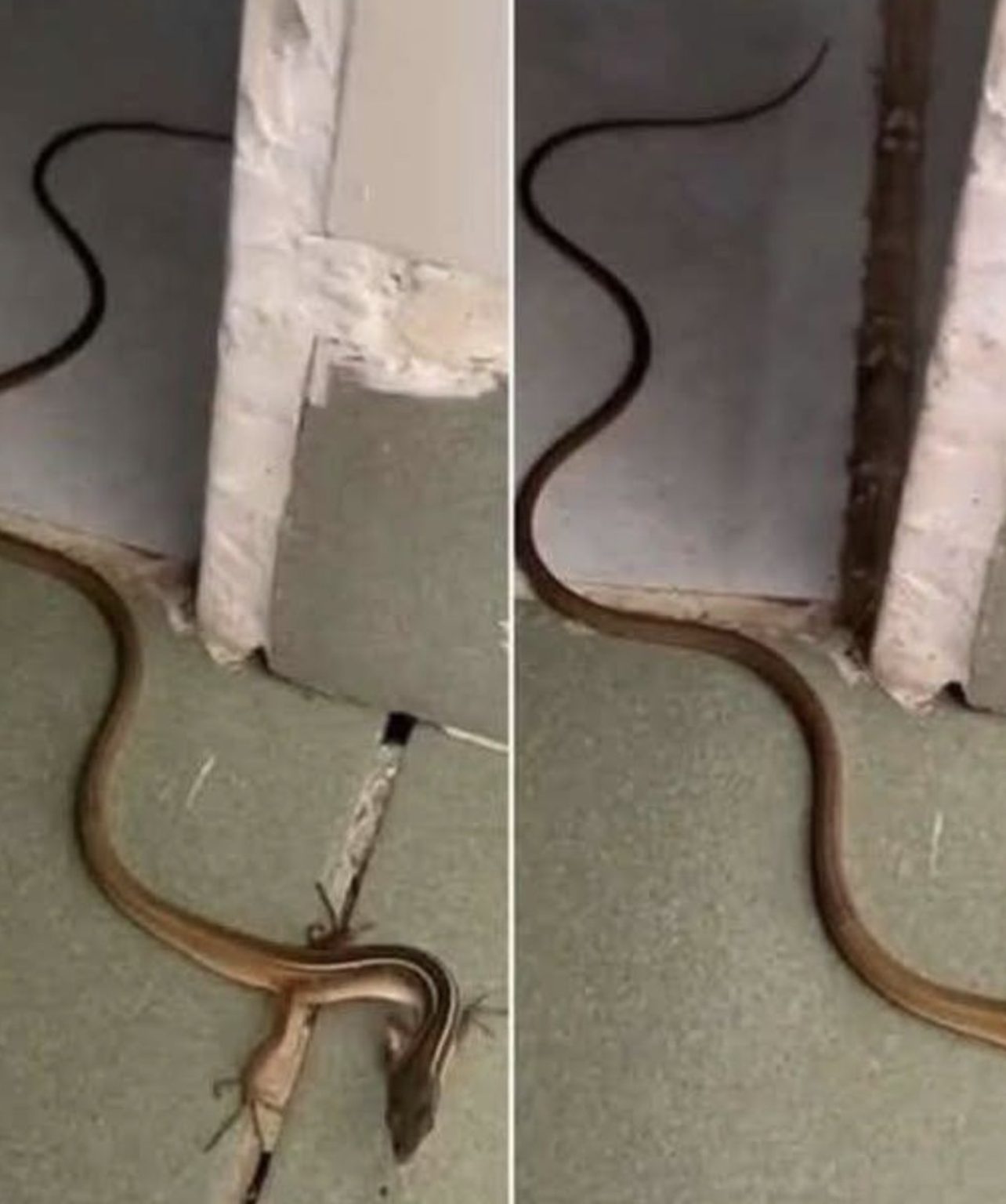 Quando un serpente entra in casa tua: cosa significa davvero e cosa dovresti fare