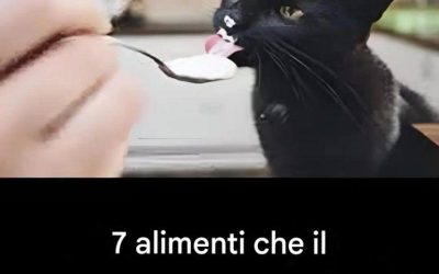 7 alimenti da non dare al tuo gatto?