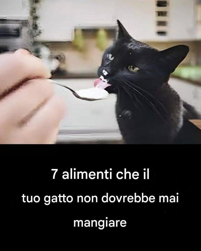 7 alimenti da non dare al tuo gatto?