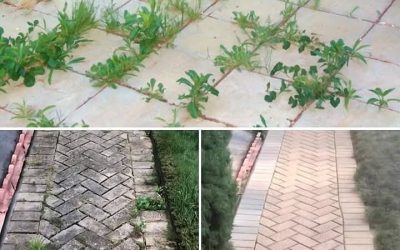 Come eliminare le erbacce per sempre e in modo naturale