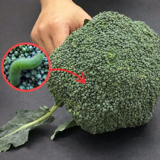 Come lavare correttamente i broccoli per una migliore igiene a casa?