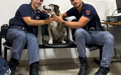 La storia di Job, il cane disabile salvato dalla polizia a Napoli: trovato zoppicante al centro della strada