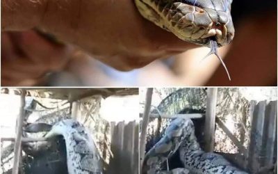 Polizia trova serpente, poi l’orribile scoperta: ha ingoiato una.. (1 / 2)