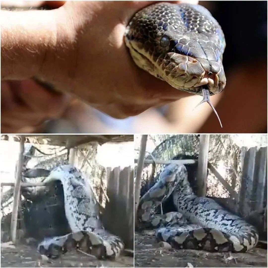 Polizia trova serpente, poi l’orribile scoperta: ha ingoiato una.. (1 / 2)