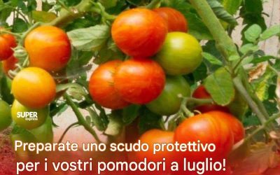 La percipa delle patate non colpirà i cespugli di pomodoro