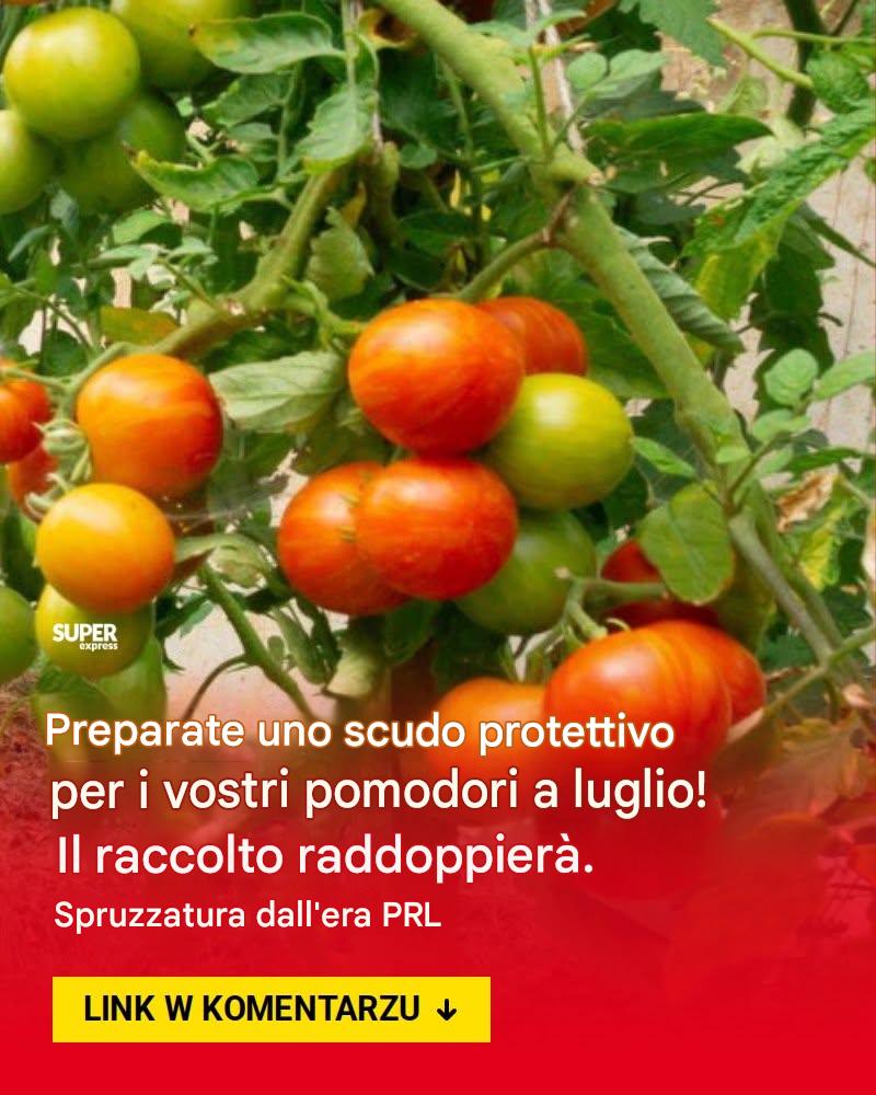 La percipa delle patate non colpirà i cespugli di pomodoro