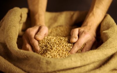 Muscolo di grano: cos’è, le proprietà e i valori nutrizionali